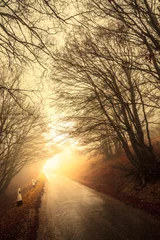  path through a fall forest © Dmytro Kosmenko