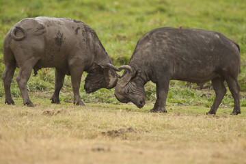 Two Buffalos Fighting