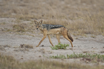 Golden Jackal in the Savannah