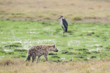 Obraz na płótnie Canvas Hyena walking in the Savannah