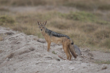 Golden Jackal in the Savannah