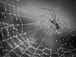 Spider on dew covered web