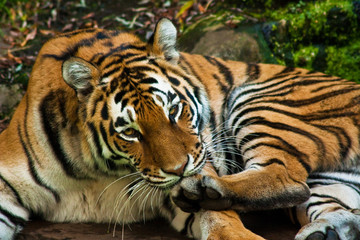 Sibirischer Tiger (Panthera tigris altaica)