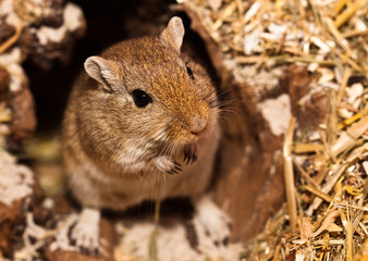 Mongolische Wüstenrennmaus (Meriones)