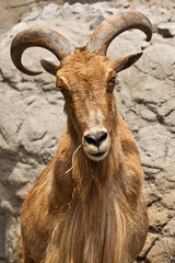 Mähnenspringer (Ammotragus lervia)