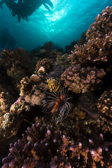 Tropical waters in the Red Sea.
