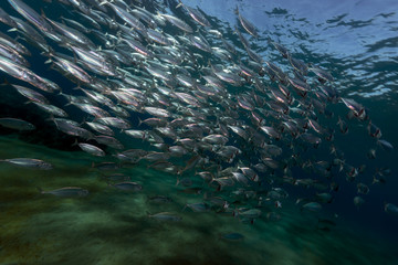 Fototapeta na wymiar Paski karmienia makrela w Morzu Czerwonym.
