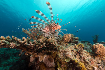Fototapeta na wymiar Lionfish and coral in the Red Sea.