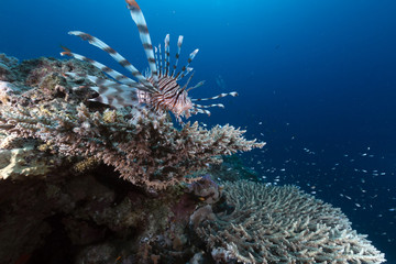 Naklejka na ściany i meble Lionfish and coral in the Red Sea.