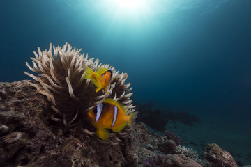 Fototapeta na wymiar Anemone i anemonefish w Morzu Czerwonym.