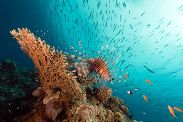 Fototapeta na wymiar Lionfish over a table coral in the Red Sea.