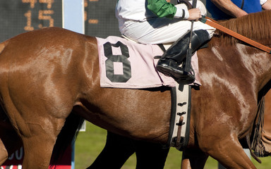 Jockey Leads Number Eight Horse to Start Gate at Racetrack