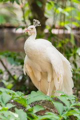 Obraz premium The portrait of white peacock