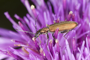 Chrysanthia viridissima feeding on thistle, extreme close-up