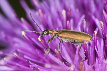 Chrysanthia viridissima feeding on thistle, extreme close-up