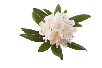 Papier Peint photo Lavable Azalée White and Pink Rhododendron flower in Full Seasonal Bloom