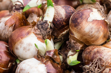 Daffodil bulbs ready to plant