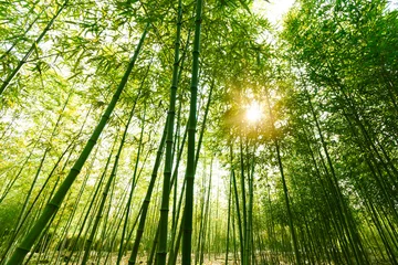 Foto auf Acrylglas Bambus Bambuswald,