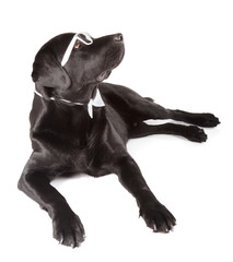 Black Labrador Retriever