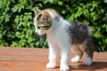 small beautiful kitten on table in garden