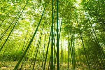 Papier Peint photo Lavable Bambou Foret de bambou,