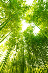 Fototapeta na wymiar Bamboo forest,