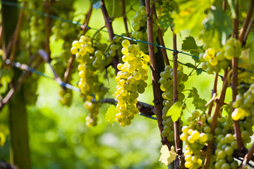 白ワインのぶどう