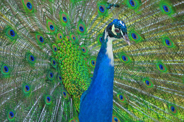 Naklejka premium Magnificent Peacock