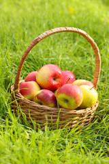 basket of fresh ripe apples in garden on green grass