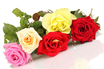 Beautiful colorful roses isolated on white