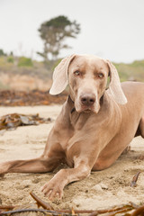 Obraz na płótnie Canvas Weimaraner dog on the beach. San Simeon. USA. California.