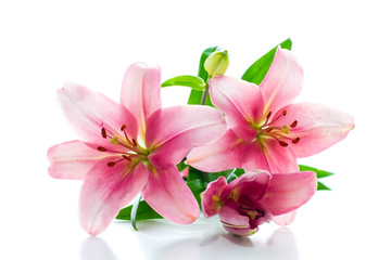 Beautiful Pink Lily Flowers