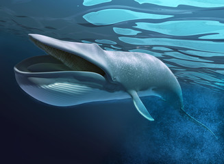 Fototapeta premium Whale under water swimming.
