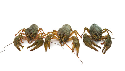 crayfish isolated