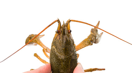 Crayfish isolated