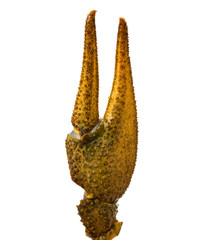 claw crayfish isolated