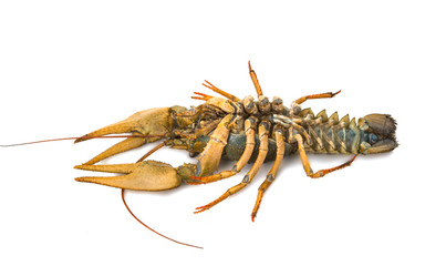 crayfish isolated