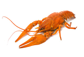 crayfish