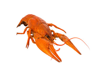 crayfish