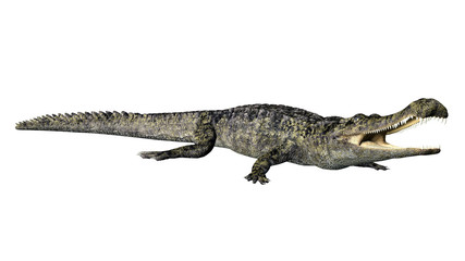 Obraz premium Krokodyl