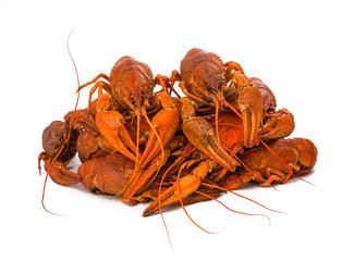 crayfish