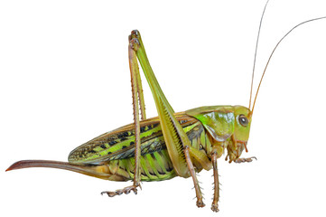 Grasshopper 27 - obrazy, fototapety, plakaty