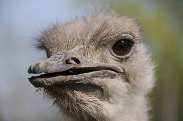 Ostrich head closeup