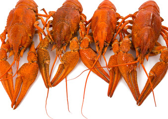 crayfish isolated