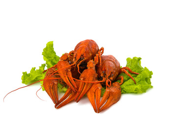 boiled crawfish and lettuce