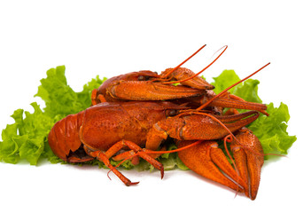 boiled crawfish and lettuce