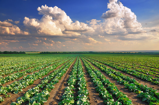 Fototapeta Cabbage field