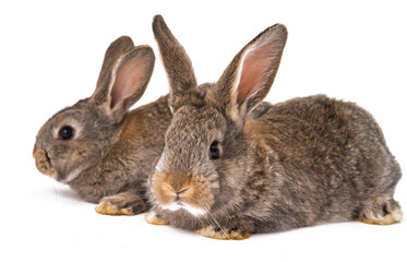 Obraz premium gray rabbit isolated
