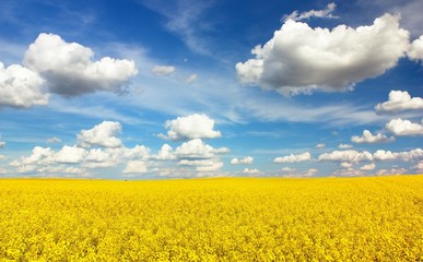 Obraz premium field of rapeseed with beautiful cloud - plant for green energy