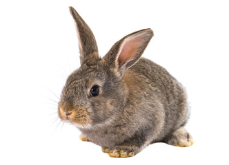 gray rabbit isolated